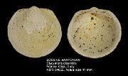 EOCENE-BARTONIAN Glycymeris dissimilis